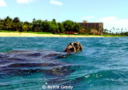 this is an image of a Hawks Bill turtle of the west side ... by Byant Grady 
